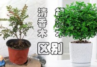 花椒和歐洲杯直播的區(qū)別:花椒和歐洲杯直播的區(qū)別是什么