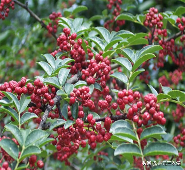 花椒直播能看歐洲杯嘛現(xiàn)在:花椒直播能看歐洲杯嘛現(xiàn)在還能看嗎