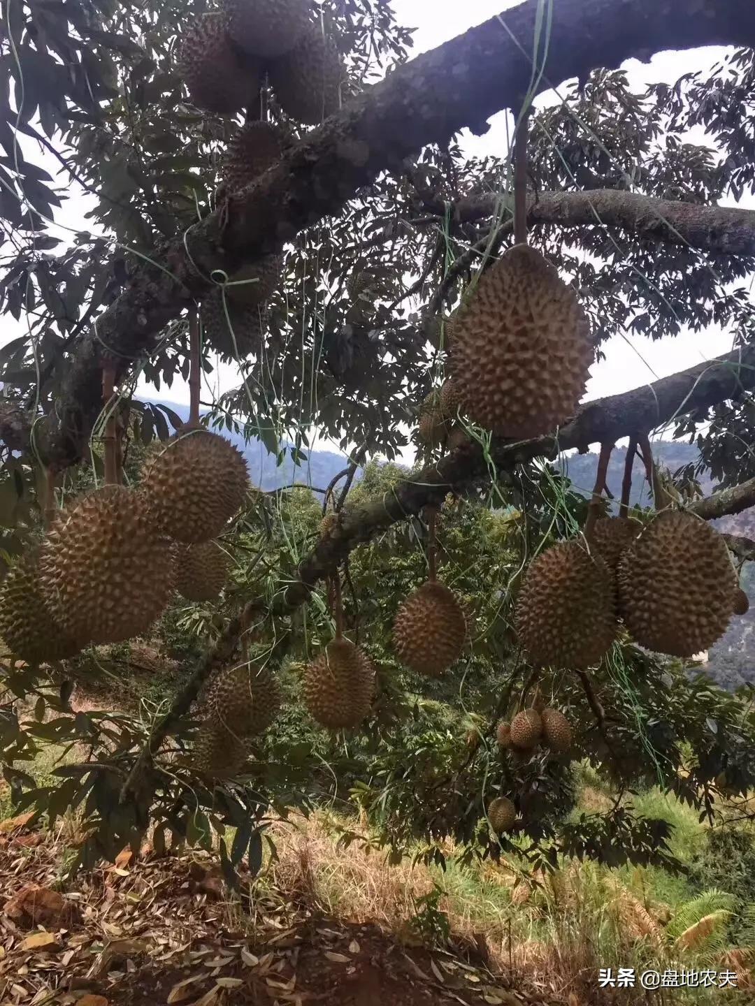 越南直播歐洲杯視頻:越南直播歐洲杯視頻回放