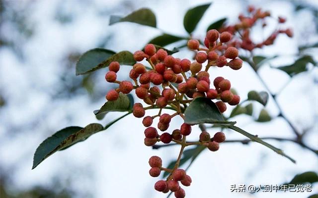 花椒直播能看歐洲杯:花椒直播能看歐洲杯嗎