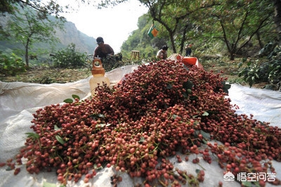 花椒直播可以看歐洲杯比賽嗎:花椒直播可以看歐洲杯比賽嗎視頻