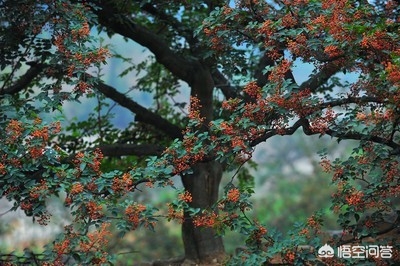 花椒直播可以看歐洲杯比賽嗎:花椒直播可以看歐洲杯比賽嗎視頻