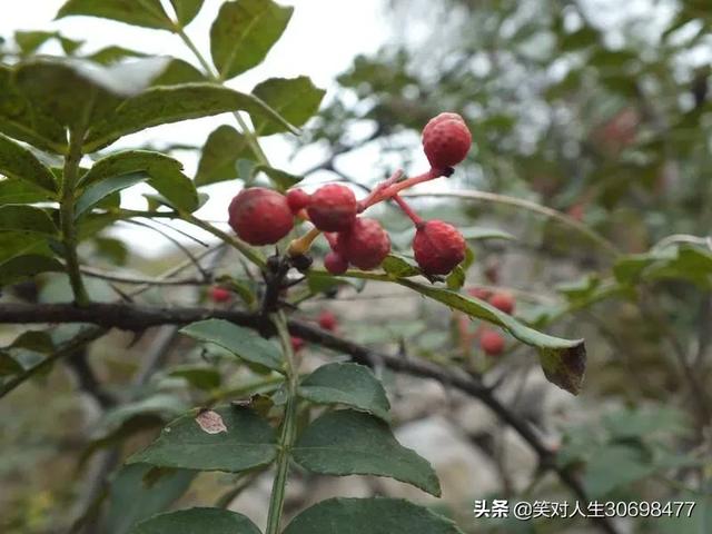 花椒直播可以看歐洲杯:花椒直播可以看歐洲杯嗎