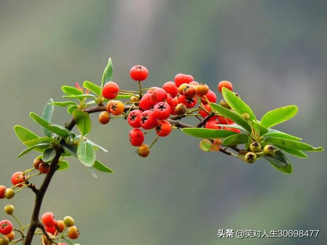 花椒直播可以看歐洲杯:花椒直播可以看歐洲杯嗎