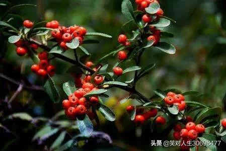 花椒直播可以看歐洲杯:花椒直播可以看歐洲杯嗎