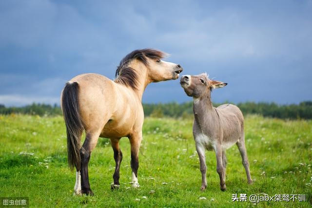 黑猩猩預(yù)測歐洲杯視頻直播:黑猩猩預(yù)測歐洲杯視頻直播在線觀看