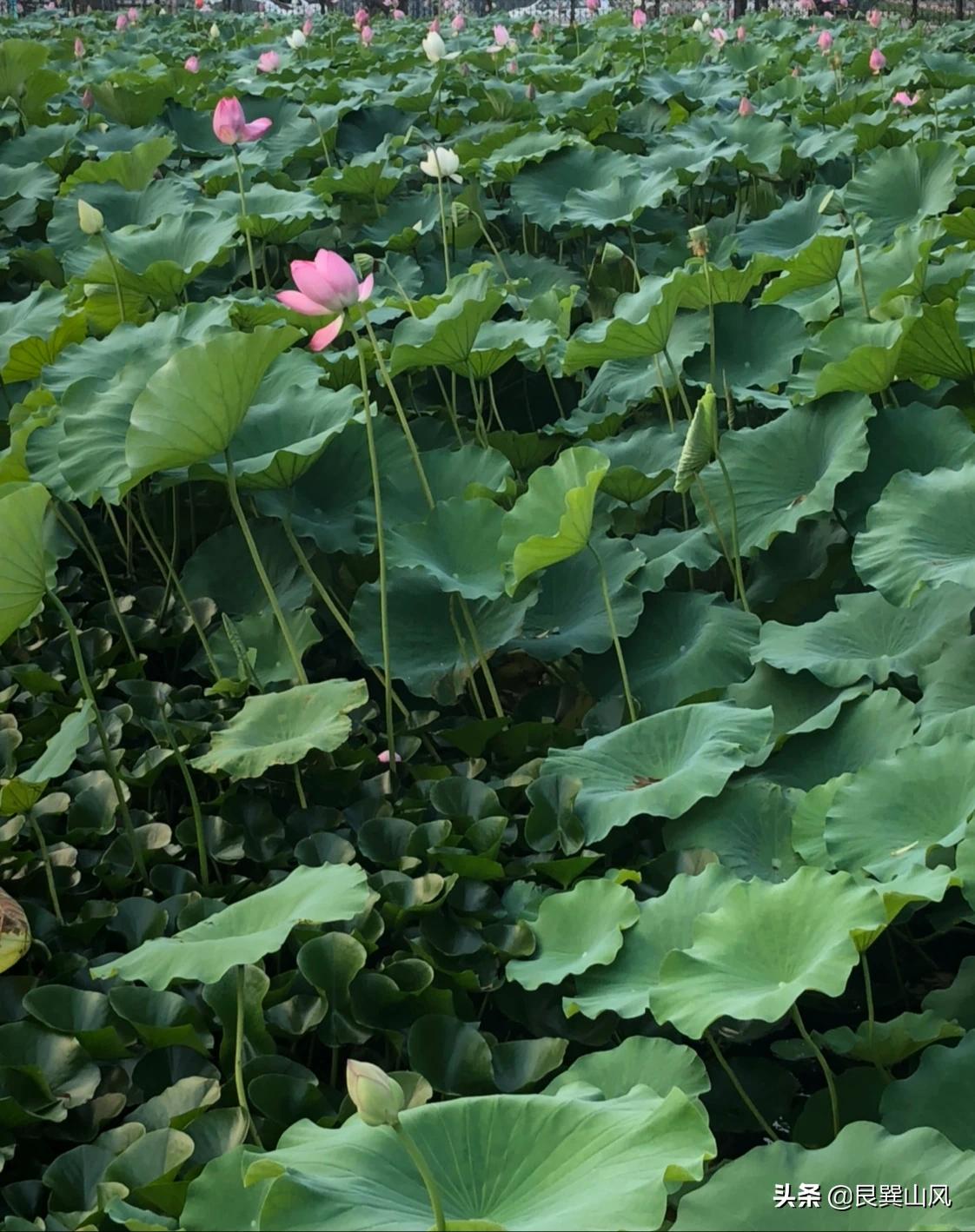 中年人怎么看歐洲杯直播視頻:中年人怎么看歐洲杯直播視頻呢