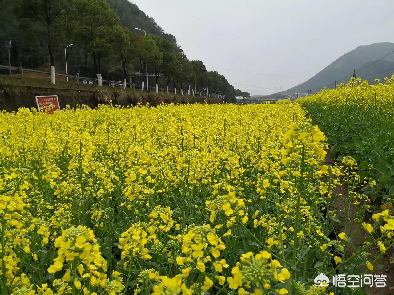 汕頭哪里可以看歐洲杯直播:汕頭哪里可以看歐洲杯直播的