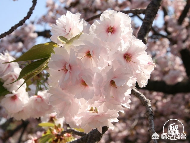 眉山哪里看歐洲杯直播的:眉山哪里看歐洲杯直播的好