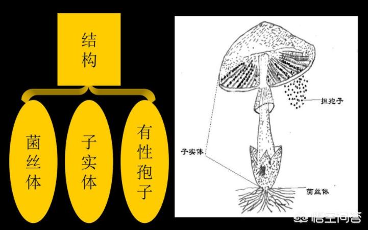 歐洲杯高清直播藍(lán)鯨:歐洲杯直播藍(lán)鯨直播