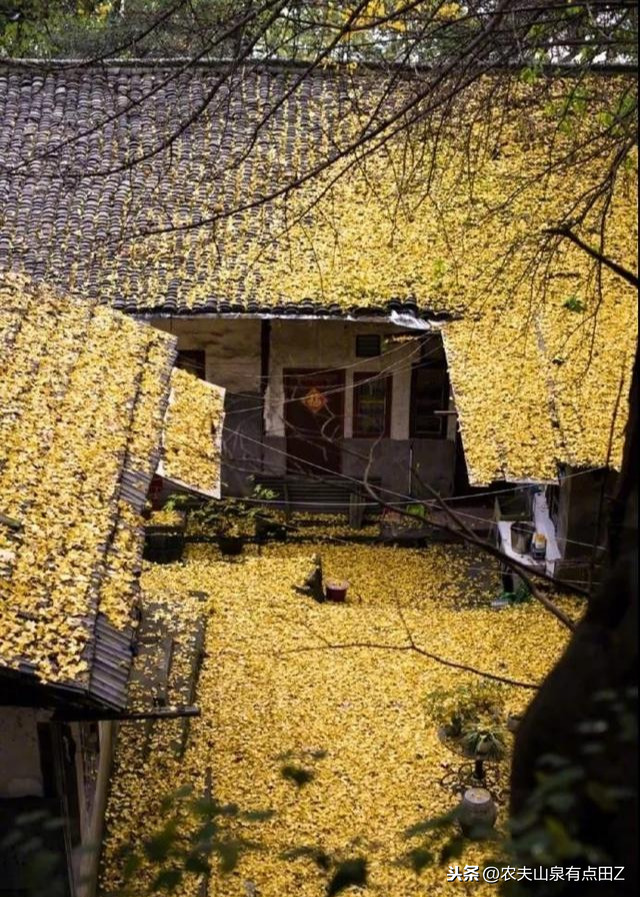 花椒和歐洲杯直播的區(qū)別:花椒和歐洲杯直播的區(qū)別是什么