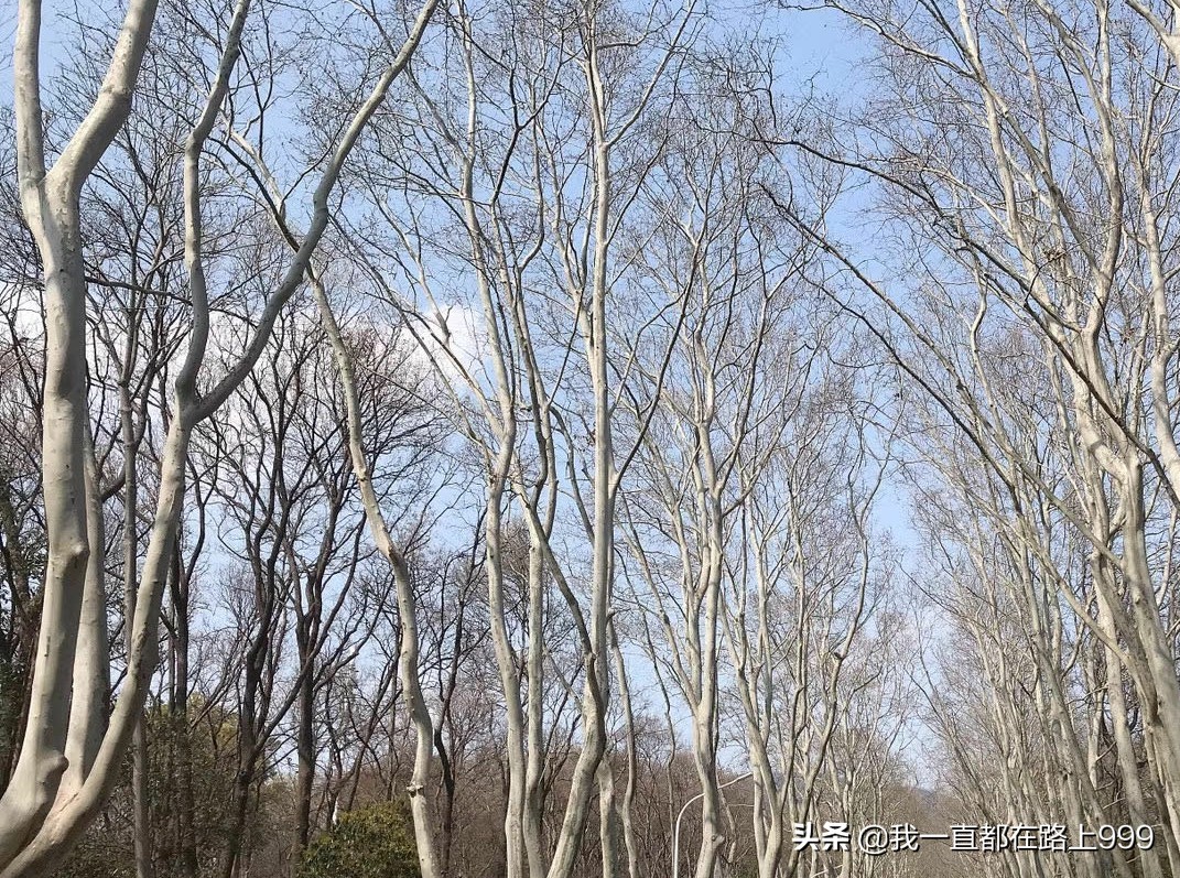 南京歐洲杯在哪看直播的:南京歐洲杯在哪看直播的啊