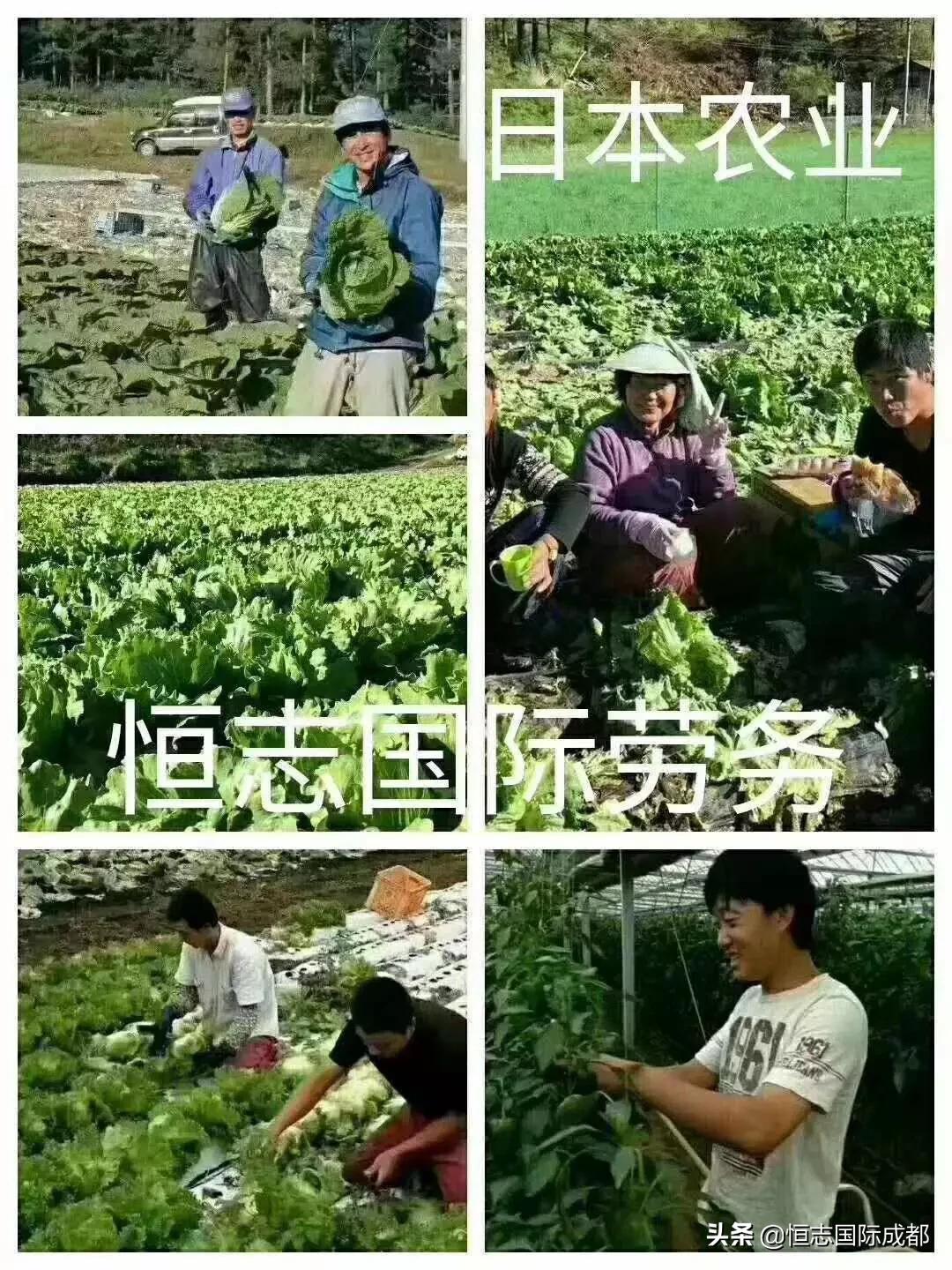 歐洲杯直播運營助理面試:面試直播運營助理常見問題以及回答